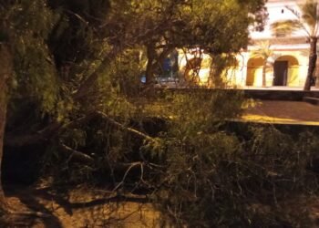 El paso de la DANA por Moncada deja árboles caidos y pocas incidencias