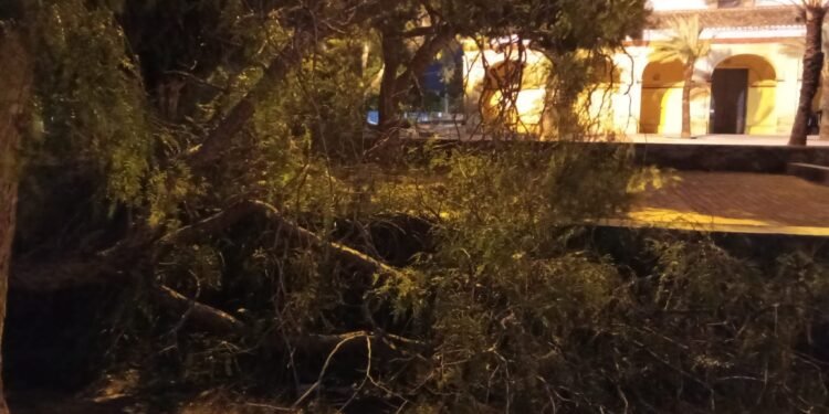 El paso de la DANA por Moncada deja árboles caidos y pocas incidencias