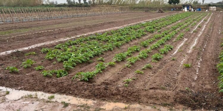 La lluvia aumenta el agua embalsada que abastece a la Real Acequia de Moncada