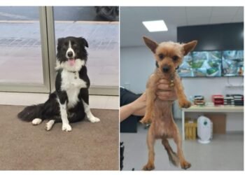 La policía local entrega un yorkshire y un border collie extraviados a sus propietarios