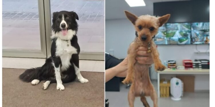 La policía local entrega un yorkshire y un border collie extraviados a sus propietarios