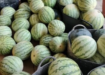 Vols fer un fanalet? el Quadrat t’ho explica