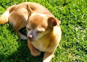 Festa de ‘Sant Antoni del porquet’ ¿Sabes cuántas mascotas hay en Moncada?