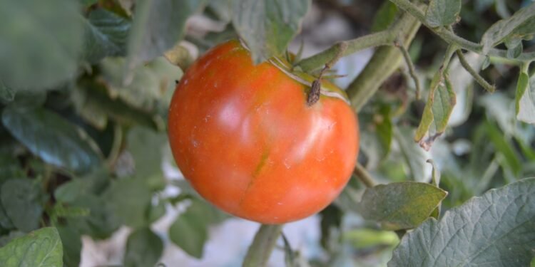 Moncada recupera espècies tradicionals de l’Horta en els tallers de plantació escolar