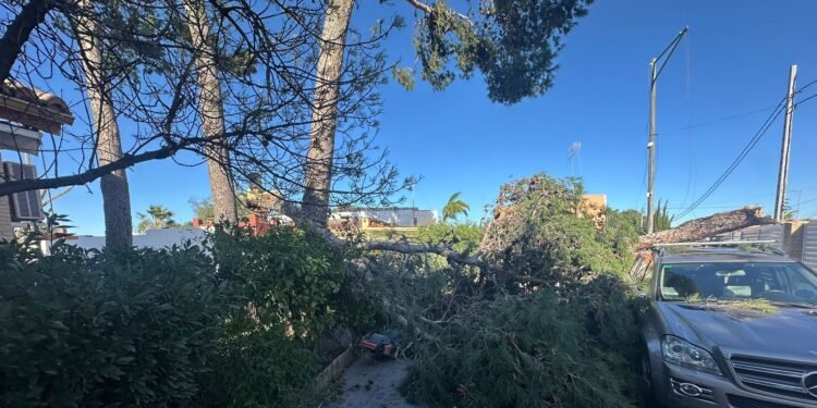 Este es el rastro que ha dejado en Moncada el temporal de vientos huracanados