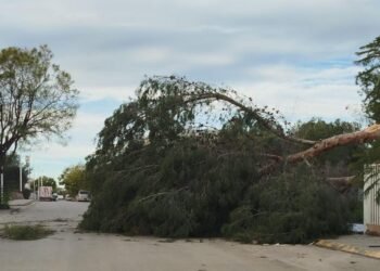 El viento derriba árboles y arranca placas solares en San Isidro y el polígono 3
