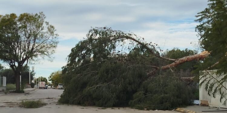 El viento derriba árboles y arranca placas solares en San Isidro y el polígono 3