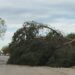 El viento derriba árboles y arranca placas solares en San Isidro y el polígono 3