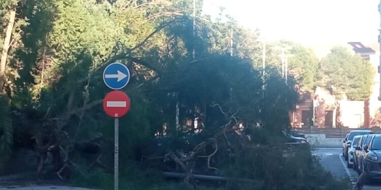 La policía local realiza más de una docena de intervenciones por el fuerte viento