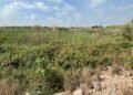 AVA-ASAJA denuncia “la selva del Carraixet” y pide su limpieza ante otra riada