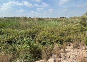 AVA-ASAJA denuncia “la selva del Carraixet” y pide su limpieza ante otra riada