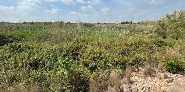 AVA-ASAJA denuncia “la selva del Carraixet” y pide su limpieza ante otra riada