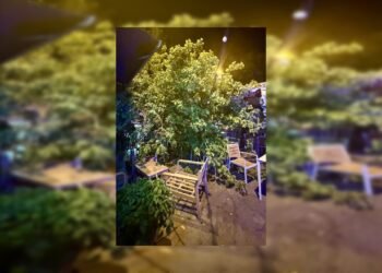 Un árbol se desploma en una cafeteria de la estación de Seminari sin causar heridos
