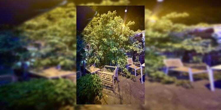 Un árbol se desploma en una cafeteria de la estación de Seminari sin causar heridos