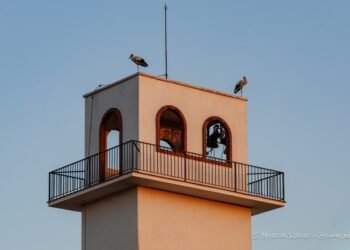 Las cigüeñas hacen parada en San Isidro de Benagéber en plena migración de agosto