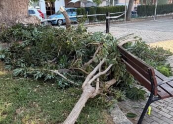 Una mujer herida tras caerle varias ramas de un árbol en el ‘parque de las canastas’