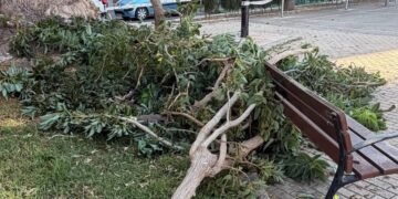 Una mujer herida tras caerle varias ramas de un árbol en el ‘parque de las canastas’