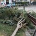 Una mujer herida tras caerle varias ramas de un árbol en el ‘parque de las canastas’