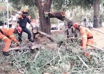 Moncada retira más de un centenar de árboles dañados por el viento huracanado