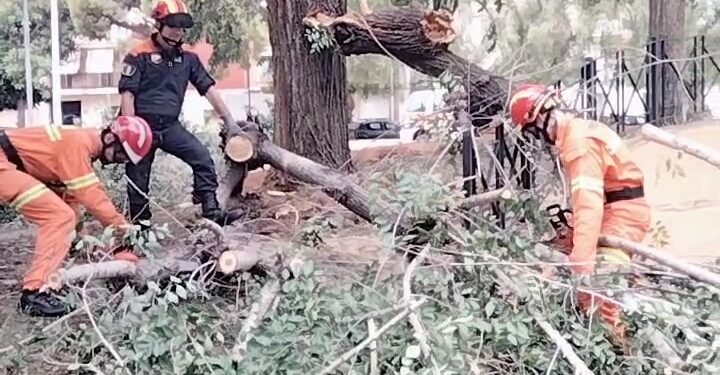 Moncada retira más de un centenar de árboles dañados por el viento huracanado